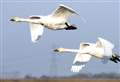 Swans start making welcome return to the RSPB's Welney Wetlands Trust