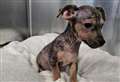 Heartbreaking figures show true cruelty against ‘man’s best friend’
