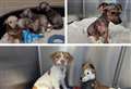 ‘It’s really concerning’: Investigation after six puppies found dumped in same location in one week