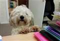 Purina’s Pet Pride Awards crown professional pooch Wisbech’s Best Pet at Work