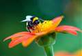 ‘Alarming decline’ in insect numbers unsustainable, warn experts