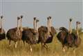 Thousands sign petition against plans for an ostrich farm in a Fenland village