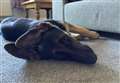 PET SUBJECT: ‘Kennel’ cough can be caught anywhere 