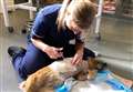 Maggie is recovering well at the RSPCA's Block Fen Centre after losing her leg