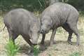 London Zoo welcomes arrival of ‘ugliest pigs on earth’