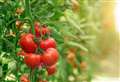 Supermarkets begin rationing fruit and veg...and here's what you can buy