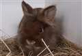 Appeal to catch person who dumped three bunnies outside a Wisbech flat 
