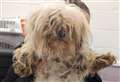 ‘This was a horrendous and shocking case’: Woman sentenced for neglect of more than 20 animals