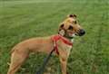 Plea for dog which has been in RSPCA care for two years to be given new home