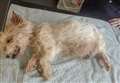 RSPCA appealing for information after elderly collapsed dog with large tumour is dumped in cardboard box