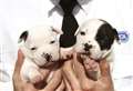 Thinking of getting a puppy during the summer holidays? Be cautious if you’re hoping to buy a dog instead of rescuing