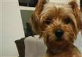 Reward for safe return of stolen Yorkie Miley taken from a van in Wisbech