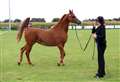 Village horse show returns after break