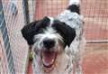 Dog has been in kennels for 1,000 days and is in need of home