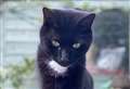 Fenland cat is finally reunited with owners three weeks after he escaped in pub car park