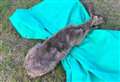 Firefighters rescue deer who was stuck in netting and water