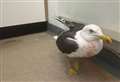 RSPCA appeal for information after gull is shot with airgun