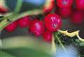 9 plants and trees to keep away from pets this Christmas 