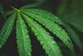 28-year-old caught with cannabis in police custody