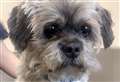 Can you rehome blind but sweet and adorable Harvey?