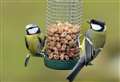 Disease spread by garden bird feeders is killing finches 
