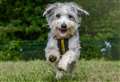 Advice for dog owners as new law comes into force