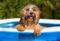 How to keep your pets safe in the sun