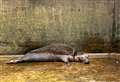 'Special moment' when seals are released back into the wild