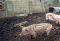 Man jailed after RSPCA find pigs lying dead and emaciated 