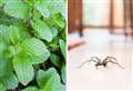 6 easy ways to keep spiders out the house in mating season 
