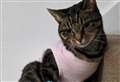 Warning to cat owners after pet is shot
