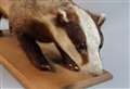 Animals across the collection unleashed at Wisbech and Fenland Museum