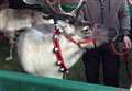 Festive fair full of ideas 