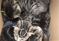Four kittens rescued after mother killed