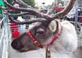 Santa and his reindeer to arrive in Wisbech