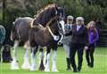Upwell Horse and Pony Show cancelled due to new Covid-19 legislation
