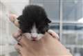 RSPCA appeal after five kittens dumped in a bag behind some rubbish bins