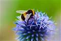 How you can help reverse the decline of the British bee
