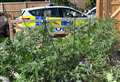 Burglars led police to £170k cannabis factory in Fenland house