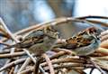 Thousands take part in the RSPB's Big Garden Birdwatch in Cambridgeshire