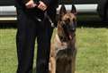 Paw patrol – police dogs are helping to keep streets safe