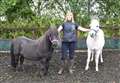 No horsing about in class! 