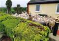 Keep your dogs under control warning after sheep incident in Fenland