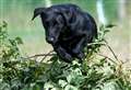 Gallery: Doddington farm holds its first Gun Dog Scurry and sees competitors from across the country take part