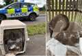 Hot Fuzz style capture of swan