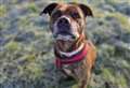 Poor Ruby has been in kennels at the RSPCA’S Block Fen Centre for 600 days