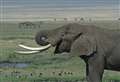 Cambridgeshire town museum hands over ivory tusks and carvings to international animal charity for destruction