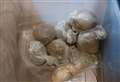 Woman arrested following drugs warrant