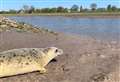 Seals will not be released in village after concerns over fish stocks