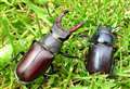 Stag beetle counters needed in Cambridgeshire this summer